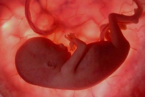 эмбрион